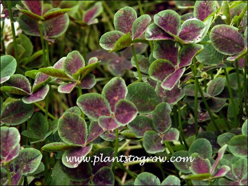 This group of plants was grown in a shaded spot so the color is not as pronounced